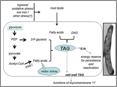 Triacylglycerols: Fuelling the Hibernating Mycobacterium tuberculosis